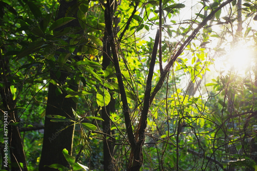 Obraz premium sunset sunlight through the forest