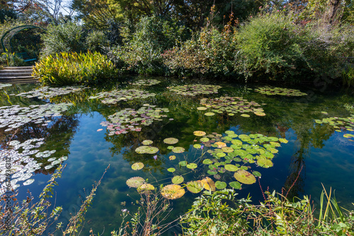 池に浮かぶ睡蓮の葉 photo