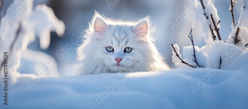 In the serene winter landscape a beautiful white cat with fluffy hair blends seamlessly with the snowy surroundings creating a picturesque portrait of a cute and funny animal Its eyes so you