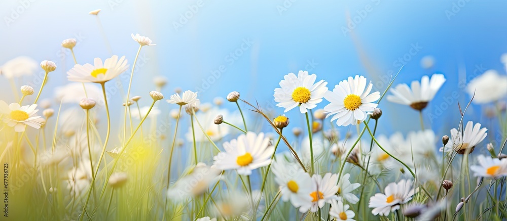In the summer amidst the vibrant colors of green grass and blooming flowers an artist carefully arranged a stunning bouquet of white blue yellow and brown blossoms filling the air with the d