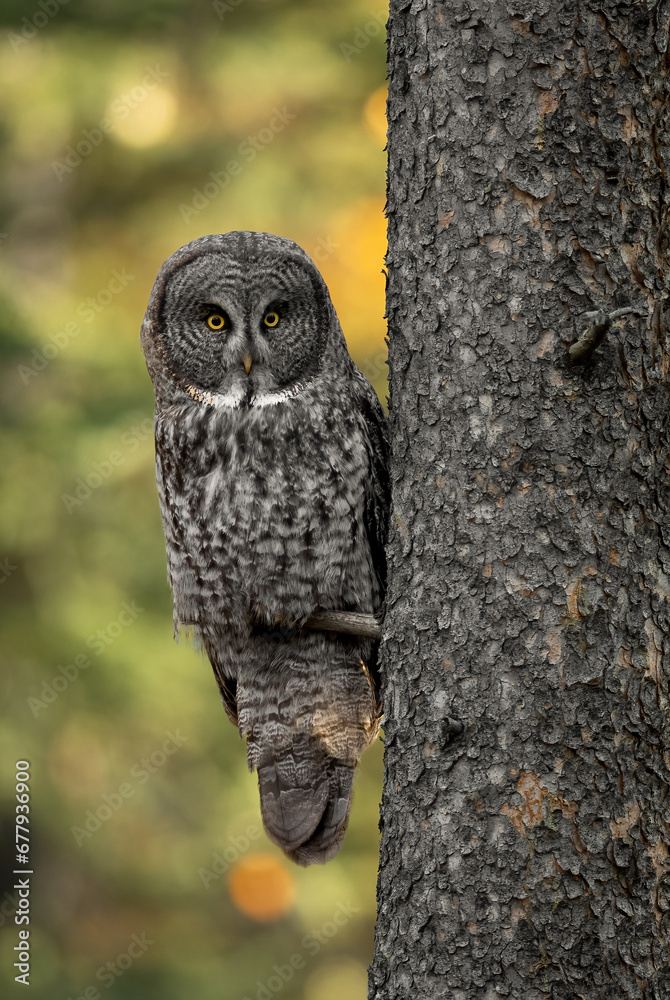 Fototapeta premium Great grey owl in the Canadian Rockies