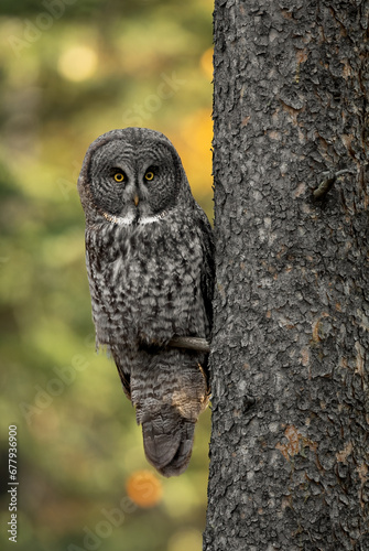 Great grey owl in the Canadian Rockies