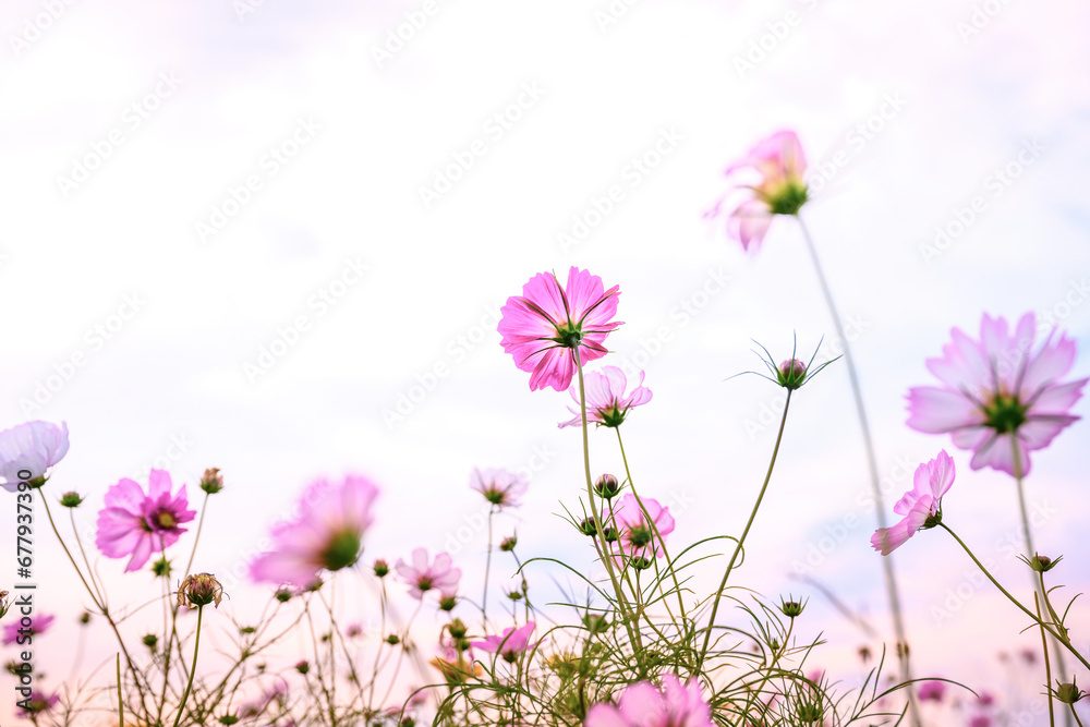 Cosmos Flowers in full bloom at the open field of Hwangnyongsa Buddhist Temple Historic Culture Archaeological Museum in Gyeongju City in South Korea at sunrise Cosmos Flowers in full bloom at the open field of Hwangnyongsa Buddhist Temple Historic Culture Archaeological Museum in Gyeongju City in South Korea at sunrise