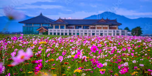 Gyeongju City Sunrise tranquil landscape in South Korea with cosmos flowers in full bloom at the open field of Hwangnyongsa Buddhist Temple Historic Culture Archaeological Museum photo