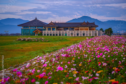 Gyeongju City Sunrise tranquil landscape in South Korea with cosmos flowers in full bloom at the open field of Hwangnyongsa Buddhist Temple Historic Culture Archaeological Museum © Naya Na