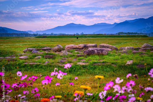 Cosmos Flowers in full bloom at the open field of Hwangnyongsa Buddhist Temple Historic Culture Archaeological Museum in Gyeongju City in South Korea at sunrise photo