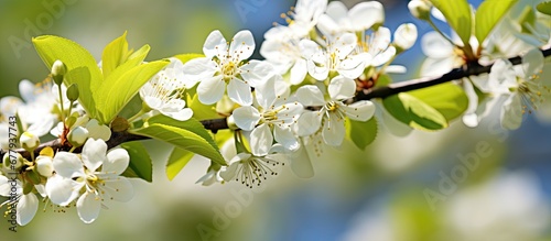 midst of spring a white flower bloomed on a tree adorned with green leaves Its color was vibrant emitting an aroma as sweet as honey enticing bees with its nectar full of pollen The inflores © TheWaterMeloonProjec