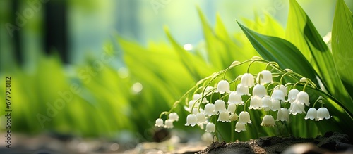 In the isolated white sand beach surrounded by the lush green forest a solitary muguet flower stood tall its delicate white petals delicate and vibrant adding a floral touch to the natural 