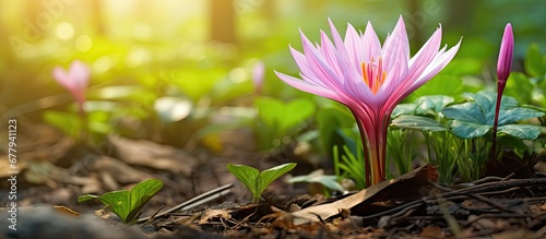 midst of the lush green grass and vibrant foliage of the garden a delicate Colchicum flower blooms with its pink petals bringing a touch of autumn to the summer nature scene photo