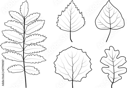 Set of poplar, aspen, oak, birch and rowan leaves. Contour drawing on a white background. Isolated. An editable contour.