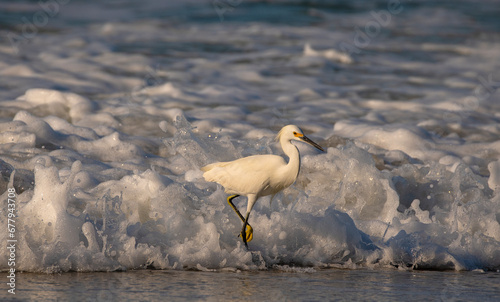 Beautiful Snowy Egret in an ocean habitat foraging for food. photo