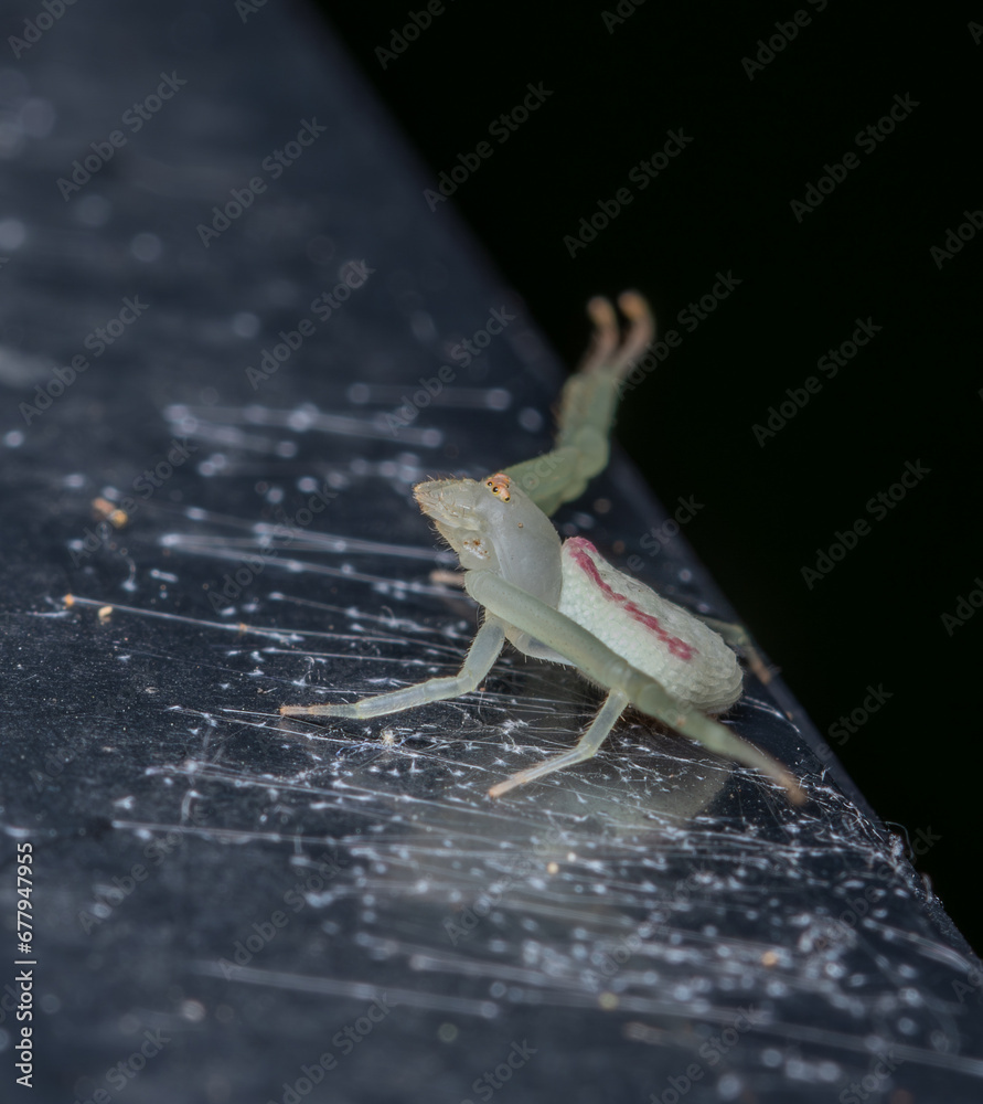 green spider on a fence