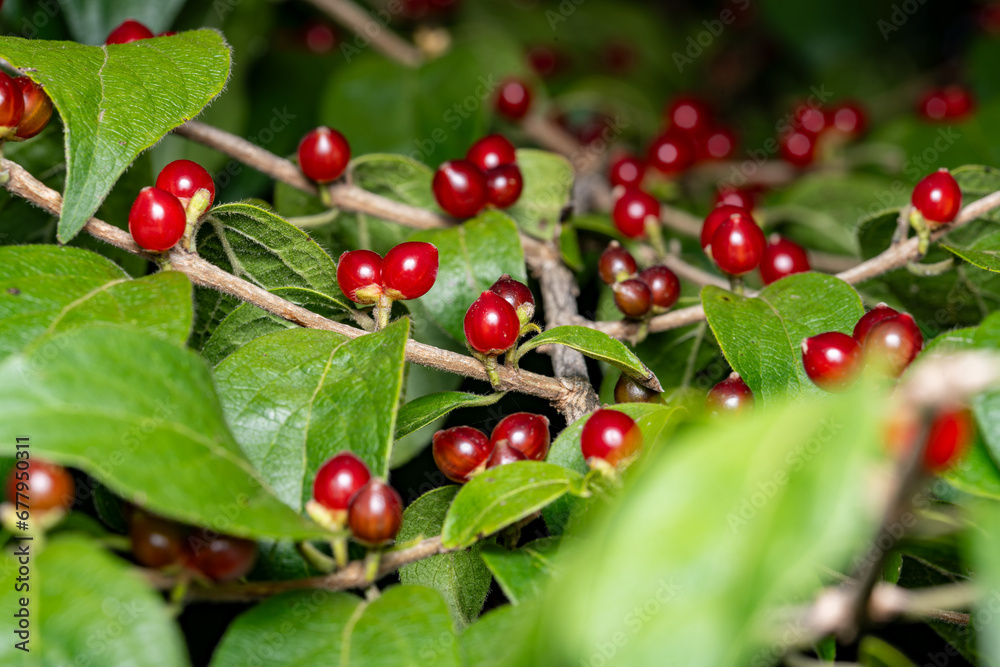 red honeysuckle berries on a branch