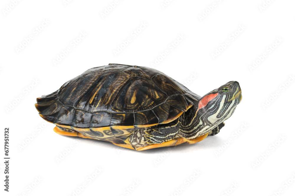 Water turtle with legs tucked up isolated on a white background. Water turtle with legs tucked up isolated on a white background.