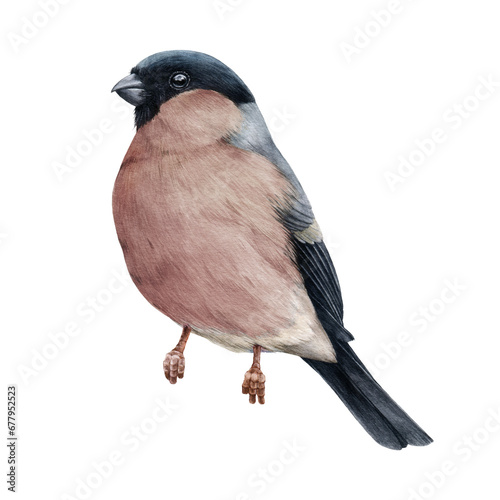 Fotografia Bullfinch female bird painted watercolor illustration