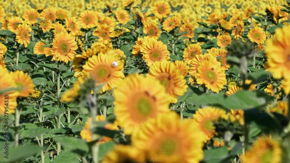 A large number of sunflowers are in bloom A large number of sunflowers are in bloom