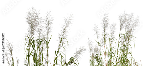 Common bent grasses wild meadow plants isolated on white background.png