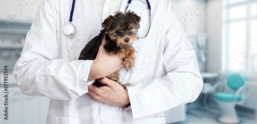 Young veterinarian doctor holding cute dog