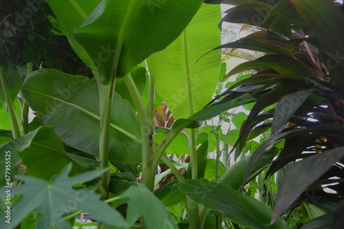 photo of green banana leaves