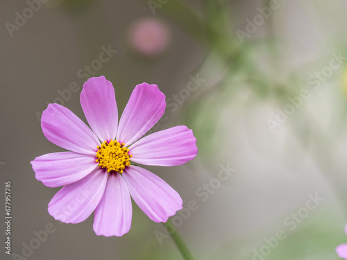 Beautiful purple Cosmos flower on green blured background. Cosmos bipinnatus  commonly called the garden cosmos or Mexican aster.