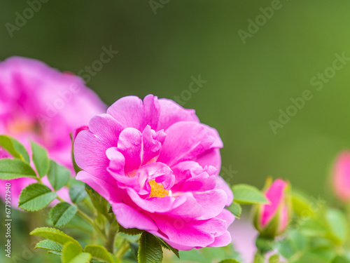 Blooming rosehip flower  beautiful pink flower on a bush branch. Beautiful natural background of blooming greenery.