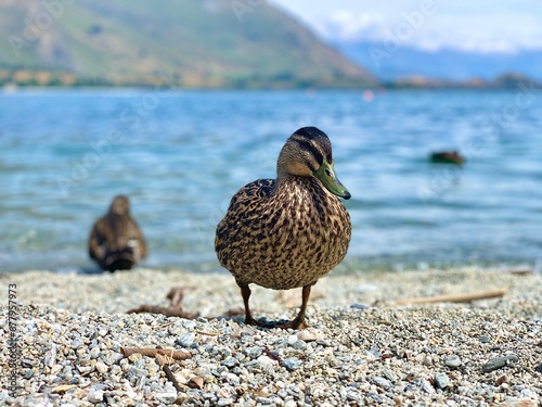 New Zealand Grey Duck on the Lake Wanka shore. photo