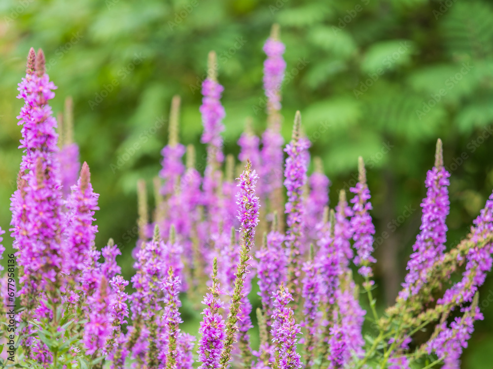 Fototapeta premium Summer Flowering Purple Loosestrife, Lythrum tomentosum on a green blured background.