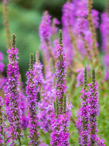 Summer Flowering Purple Loosestrife, Lythrum tomentosum on a green blured background.