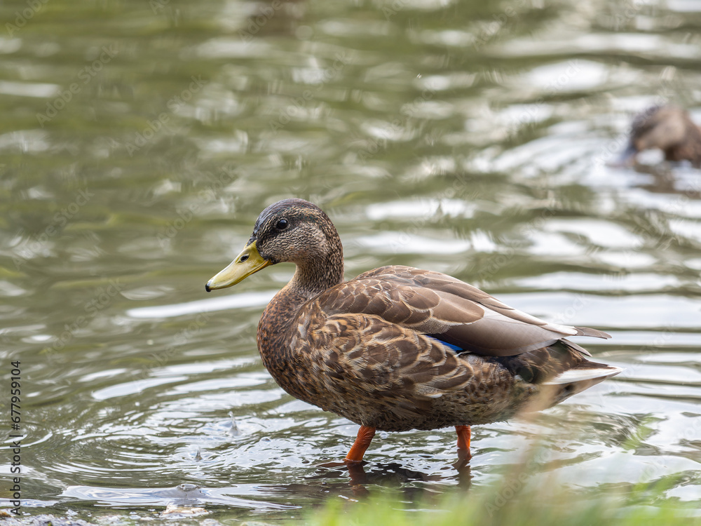 A duck female stands on its paws on the green shore of a pond. A duck female stands on its paws on the green shore of a pond.