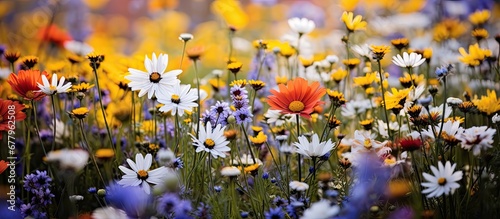 In the midst of natures vibrant canvas a field of colorful flowers stretches before them boasting the vibrant hues of Asteraceae including the exquisite Cardo Carthamus Alazor and Tinctoriu