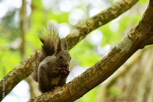 ツツジの樹上でクルミを食べるエゾリス