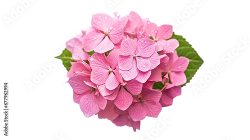 Beautiful pink flower of hydrangea isolated on a white background  PNG Transparency