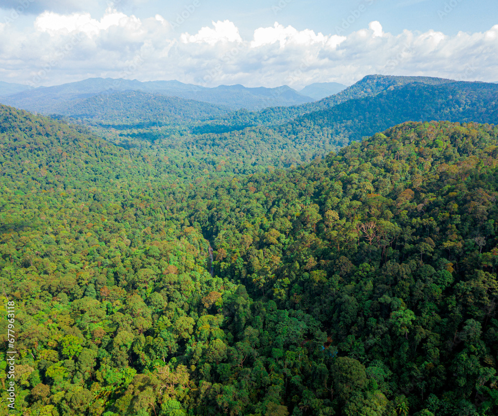 Aerial drone view of lush green view of forest trees scenery at Endau Rompin State Park in Kaula Rompin, Pahang, Malaysia