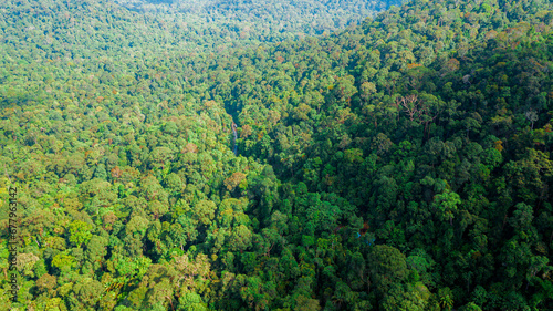 Aerial drone view of lush green view of forest trees scenery at Endau Rompin State Park in Kaula Rompin, Pahang, Malaysia photo