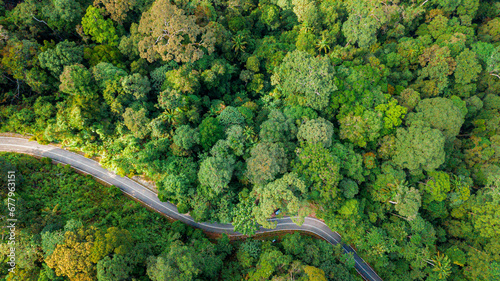 Aerial drone view of lush green forest trees scenery at Endau Rompin State Park in Kuala Rompin, Pahang, Malaysia photo