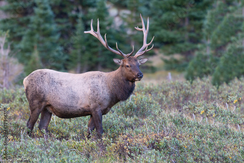 North American Elk © Georges