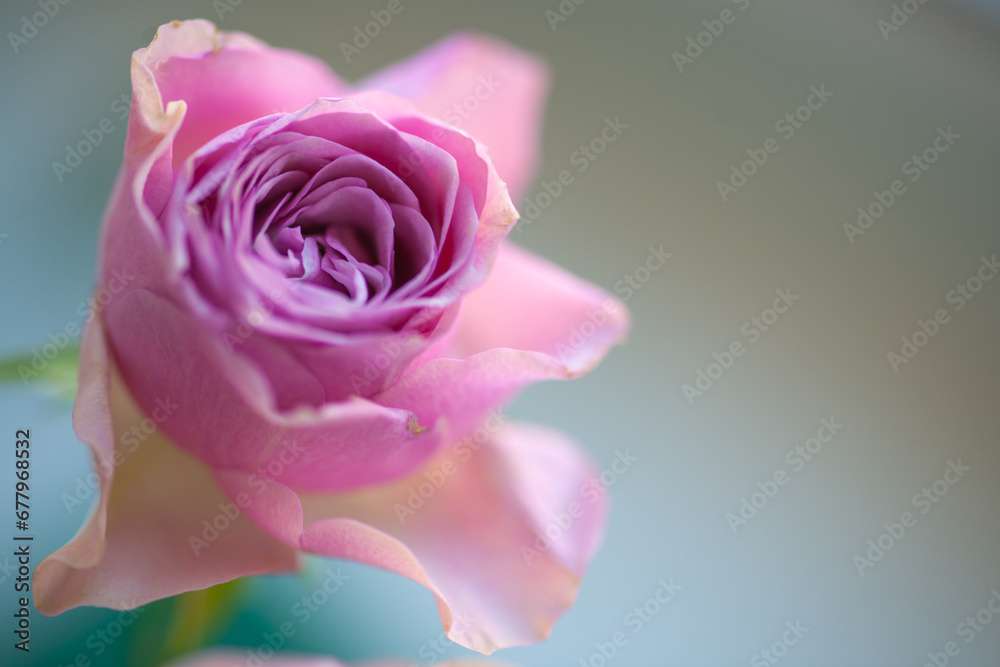 Fototapeta premium Rose flower pink beautiful macro close up