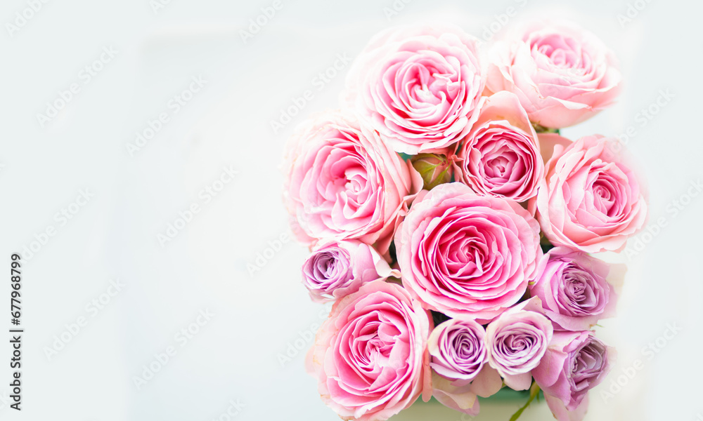 Rose flower pink beautiful macro close up Rose flower pink beautiful macro close up