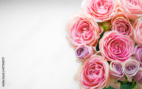 Rose flower pink beautiful macro close up
