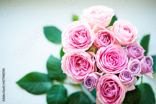 Rose flower pink beautiful macro close up