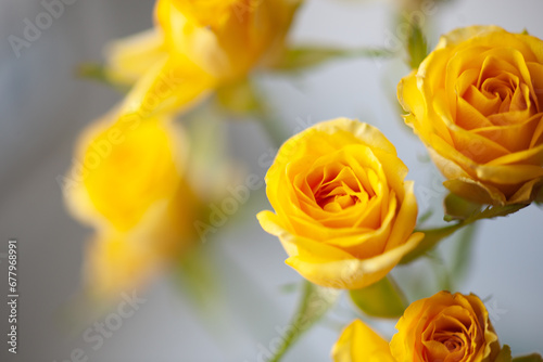 Flower roses yellow close up macro