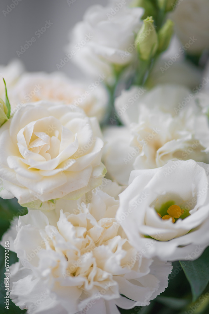 Flower white macro close up beautiful flowers Flower white macro close up beautiful flowers