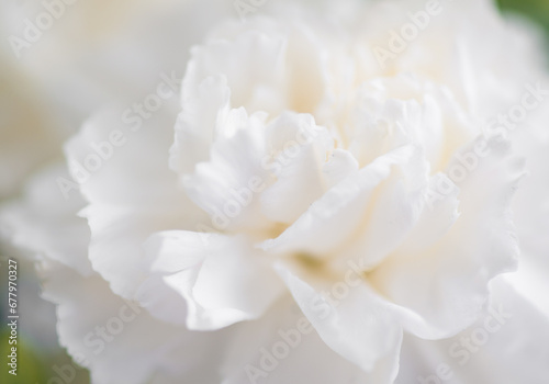 Flower white macro close up beautiful flowers © Utkamandarinka
