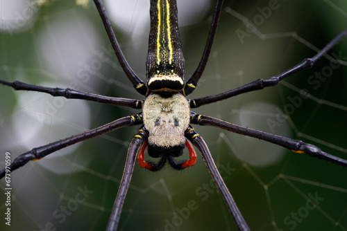 Close-up of the golden orb web spider caught in its cobweb on a tree in a garden in Tetebatu village, Lombok island, Indonesia