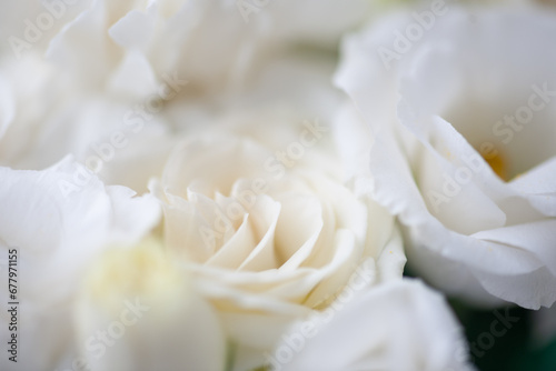 Flower white macro close up beautiful flowers © Utkamandarinka