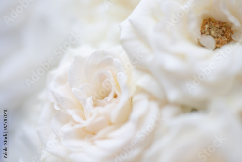 Flower white macroclose up beautiful flowers © Utkamandarinka