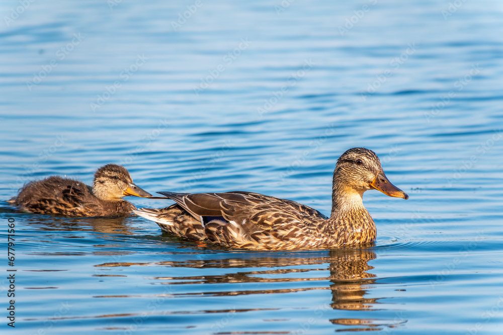 A family of ducks, a duck and its little ducklings are swimming in the water. The duck takes care of its newborn ducklings. Mallard, lat. Anas platyrhynchos A family of ducks, a duck and its little ducklings are swimming in the water. The duck takes care of its newborn ducklings. Mallard, lat. Anas platyrhynchos