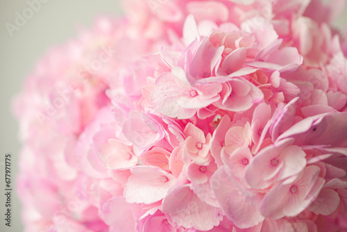 Fototapeta Naklejka Na Ścianę i Meble -  Hortensia flower pink macro close up hydrangea