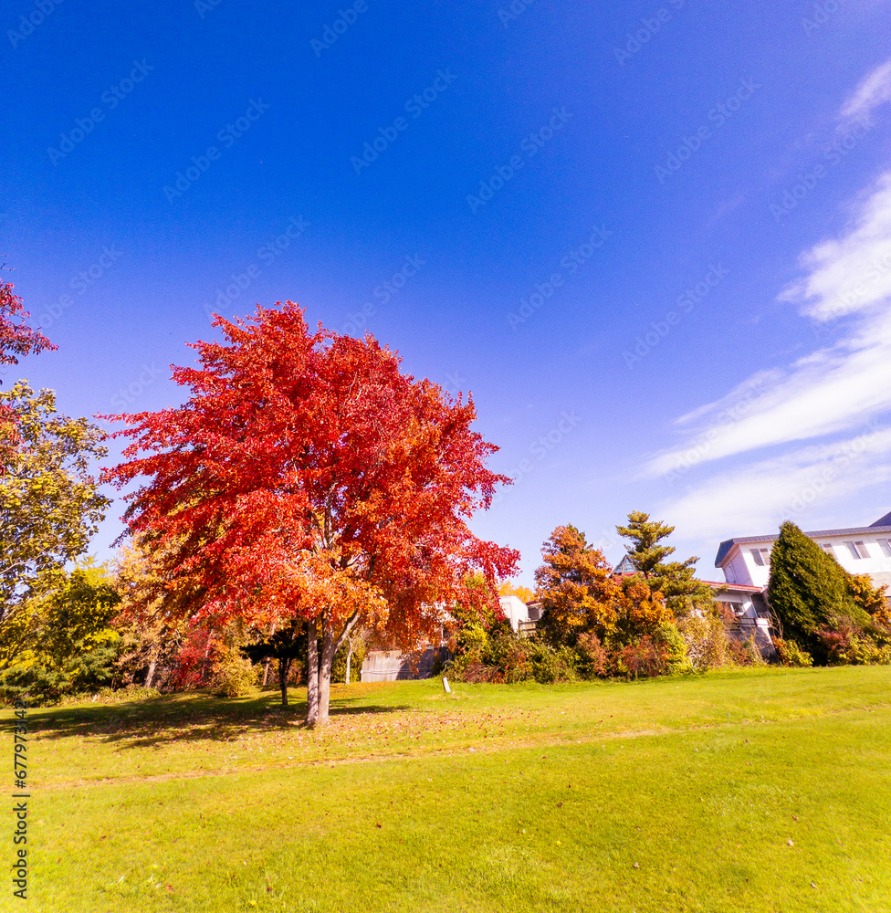 青空と紅葉した木と芝生