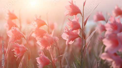 Fotografia pink flowers nature background gladioli, delicate pastel colors, landscape field